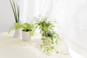 Flower and foliage plant on table