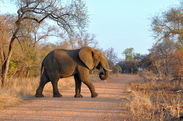 african savanna elephant