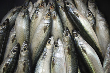 fish