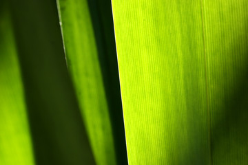 Green leave