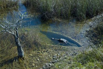 Hiding alligator