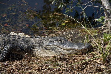 Close-up pf sleeping alligator