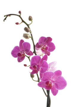 branch of orchid flower (phalaenopsis) on white background