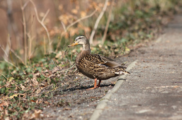 Ente