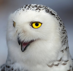 Snowy owl (Bubo scandiacus).