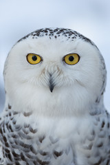 Fototapeta premium Snowy owl (Bubo scandiacus).