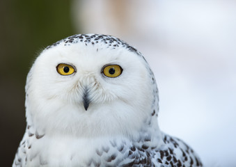 Snowy owl (Bubo scandiacus).