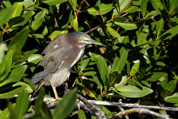 green heron,  butorides virescens