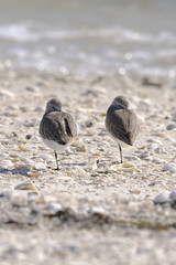 dunlin, calidris alpina