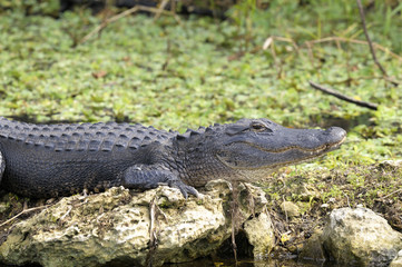 alligator mississippiensis, american alligator