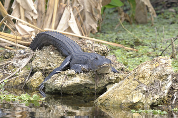 alligator mississippiensis, american alligator