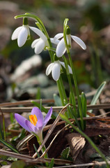 Naklejka premium Frühblüher