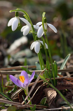 Fr&uuml;hbl&uuml;her