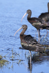 glossy ibis, plegadis falcinellus