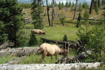 Deer in Yellowstone