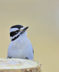 Downy Woodpecker