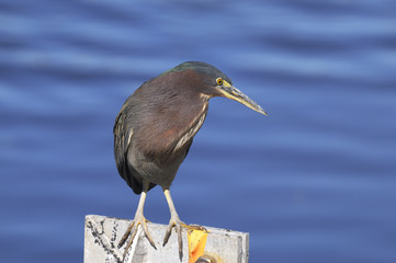 green heron,  butorides virescens