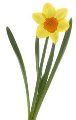 Narcissus isoliert