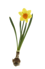 Narcissus isoliert mit Blumenzwiebel