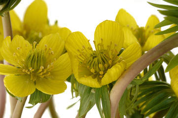 Eranthis hyemalis Blütenblätter