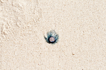 dead jelly fish lies at the fine sandy beach