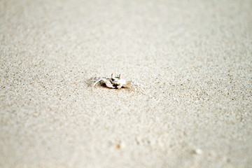 crab crawls at the fine sandy beach