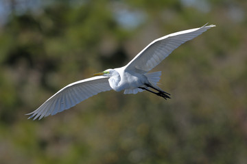 ardea alba, great egret