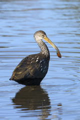 aramus guarauna, limpkin