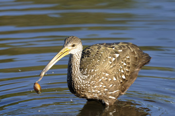 aramus guarauna, limpkin