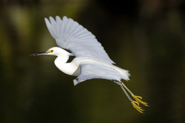 snowy egret, egretta thula