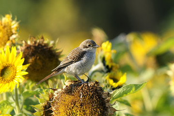red-backed shrike, lanius collurio