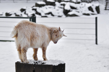 small goat on a treestump kleine ziege auf einem Baumstumpf