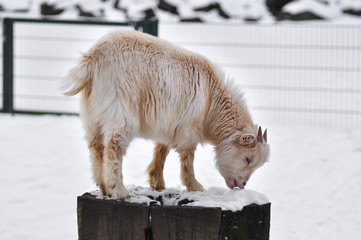 small goat on a treestump kleine ziege auf einem Baumstumpf