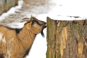 goat in the park ziege im park