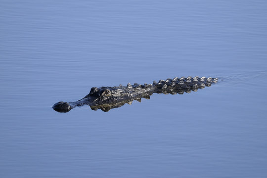 alligator mississippiensis, american alligator