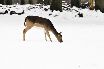 beautiful roe deer in the woods