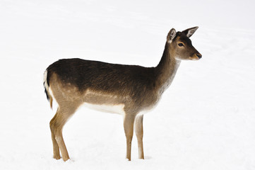 beautiful roe deer in the woods