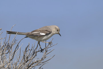 northern mockingbird, mimus polyglottos