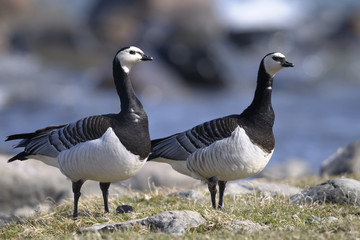 barnacle goose, branta leucopsis