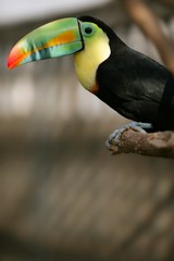 Kee billed Toucan bird colorful
