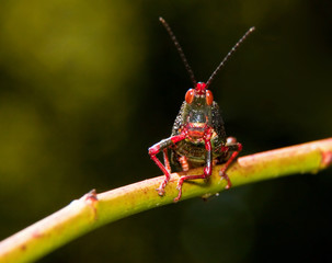 A dark green Grasshopper sitting on a rose on twig