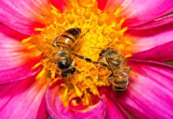 Two bees looking for nectar on a purple and yellow flower