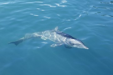 Clever dolphin swimming in blue turquoise water, beauty