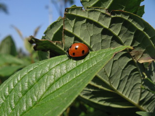 Ladybird