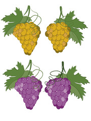 Branches og grapes