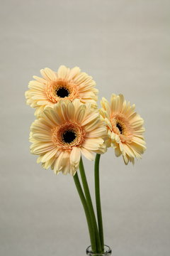 Calendulas