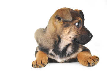 Obraz premium brown dog