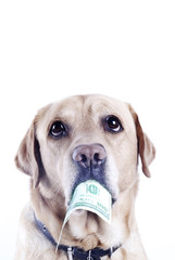dog with a dollar bill - 21370008
