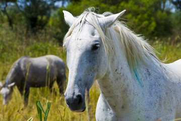 Camarguais sauvages dans un pré