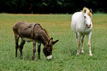 Un cheval et son cousin baudet dans un pré